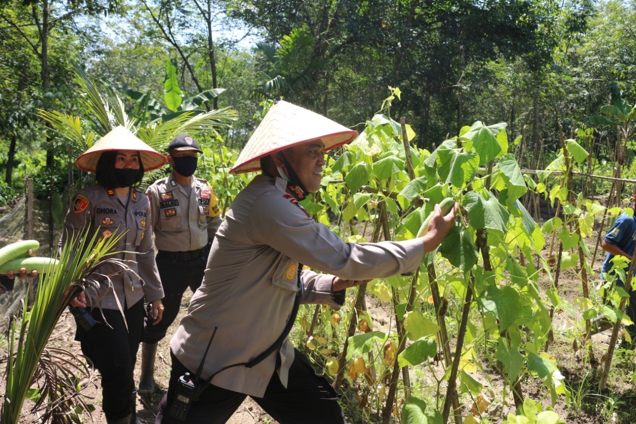 Dukung Ketahanan Pangan, Kapolres Tebing Tinggi Panen Sayur Mayur