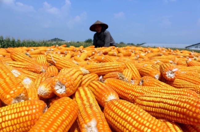 Bukan Impor, Kementan Harus Berfikir Swasembada Jagung