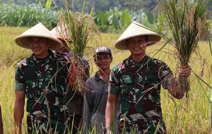 Danrem 071/Wk Panen Padi Demplot di Desa Banjarsari Kulon Banyumas