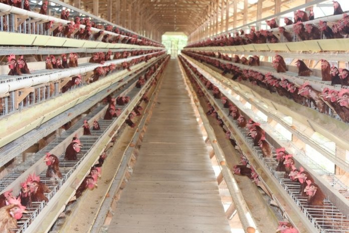 Kurangi Resiko Penyakit Infeksi, Peternak Unggas Didorong Terapkan Biosecurity 3 Zona