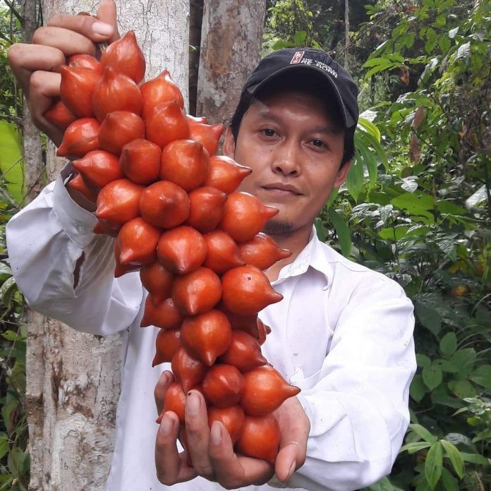 Anugerah Kalpataru Untuk Pelestari Buah Langka