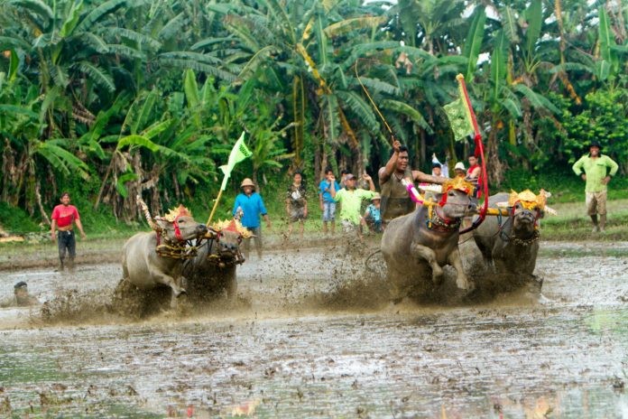 Lestarikan Budaya, Masyarakat Jembrana Gelar Lomba Makepung Lampit