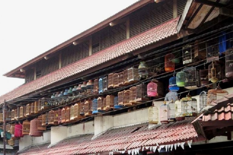 Transaksi di Pasar Burung Pramuka Tak Terpengaruh Tahun Politik