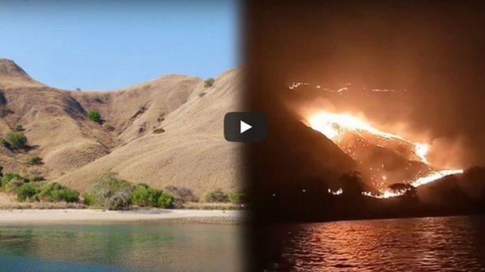 Jika Terbukti, Pembakar Pulau Komodo Terancam Denda 10 Miliar