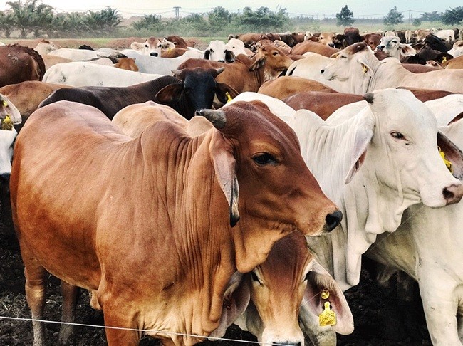 800 Kantong Daging Hewan Qurban SD Mudipat akan Disalurkan pada Masyarakat