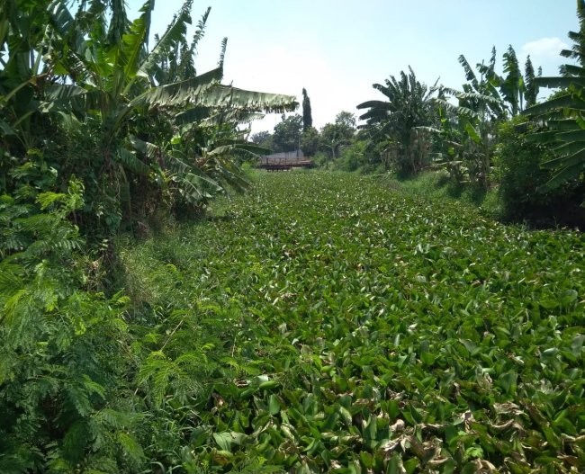 Dipadati Eceng Gondok, Irigasi DT 8 Babelan Nyaris Tak Berfungsi