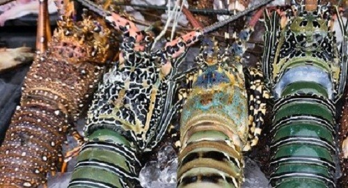 Ekspor Lobster Untungkan Indonesia