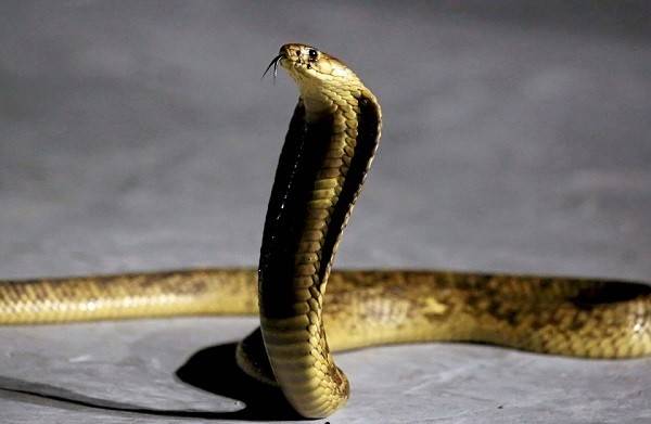 LIPI Ungkap Alasan Ular Kobra Muncul Di Musim Hujan