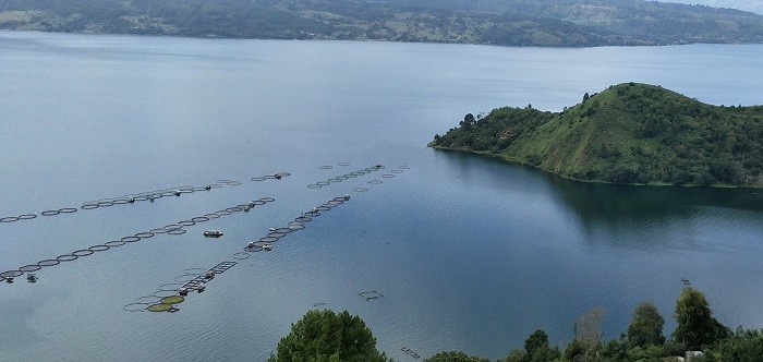 Bisnis Ikan Nila Di Danau Toba