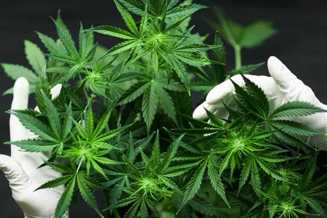 Ingatkan PKS, PPP: Ganja Itu Bertentangan Dengan Nilai Islam
