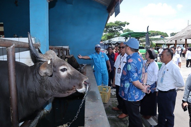 Kementan Dukung Peningkatan Populasi Ternak Di Babel