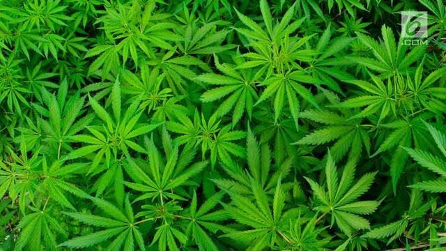 Eksport Ganja, Kenapa Tidak? Asal...