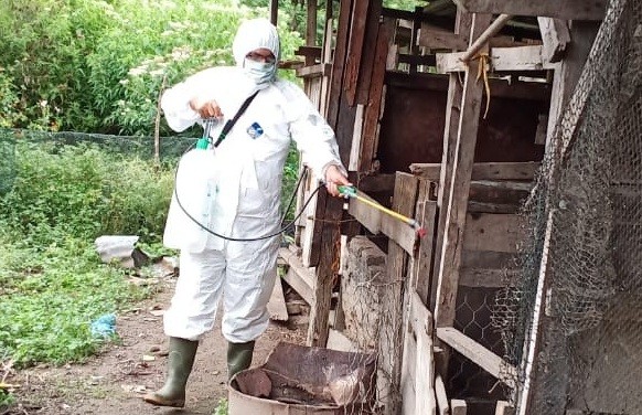 Kementan Ajak Tokoh Masyarakat Bantu Kendalikan Kasus Kematian Babi Di Bali Dan NTT