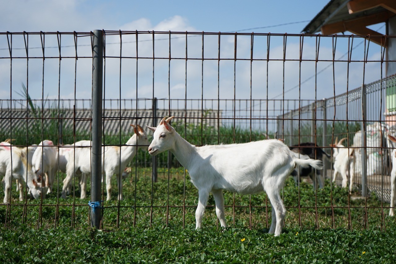 Penuhi Protein Hewani, Kementan Tambah Jumlah Kambing Saanen