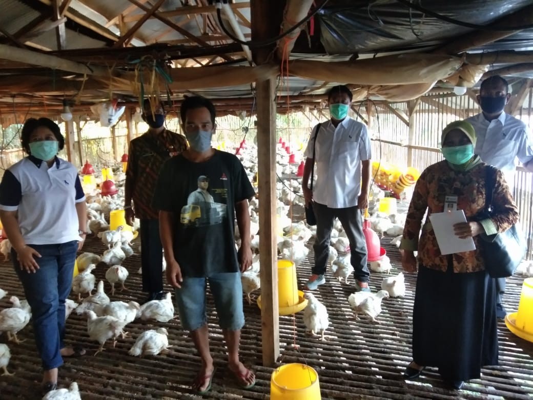 Kementan Dorong Penyerapan Ayam Ras Peternak Mandiri 