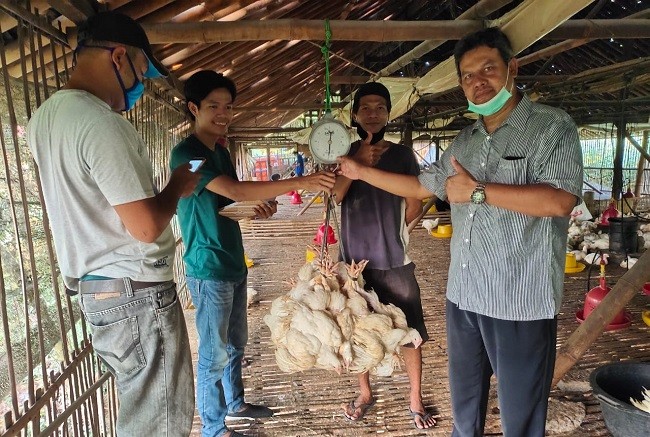 Kementan: Perusahaan Mitra Telah membeli Ayam Ras Peternak Mandiri