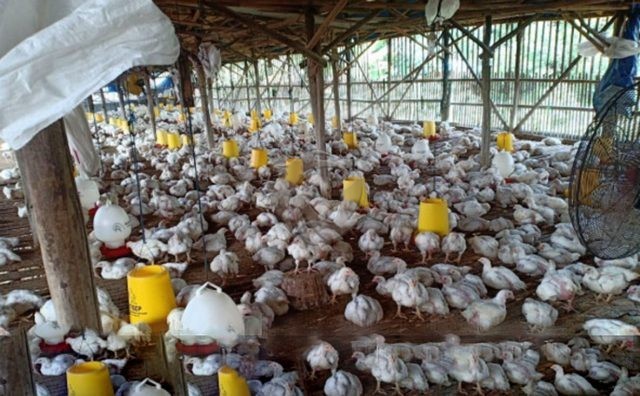Jumlah Anggaran Pengadaan Ayam Kementan Dinilai Masih Logis
