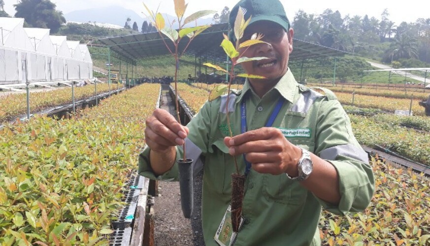 Pohon Eukaliptus Dipercaya Bunuh Jenis Virus Corona