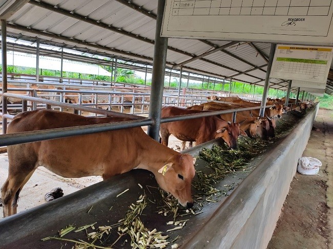 Kementan Dorong Pengembangan Sumber Daya Ternak Lokal Sapi Pasundan