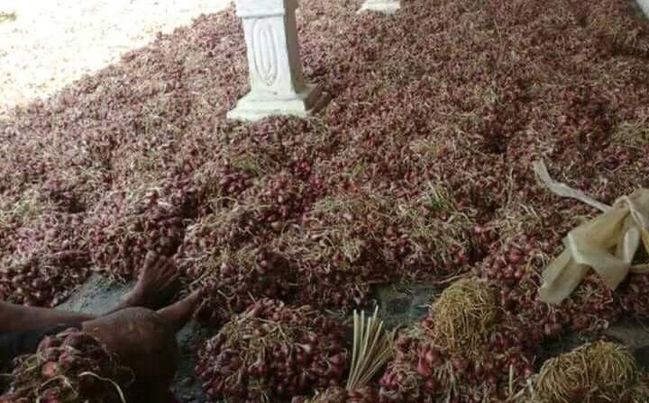 Harga Bawang Merah Lokal Brebes Capai Rp. 45.000 Memicu Kelangkaan Bibit