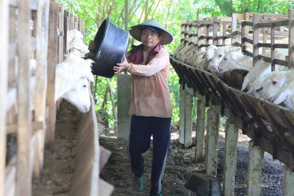 Global Qurban - ACT Siapkan Hewan Kurban Terbaik Bersama Peternak Lokal