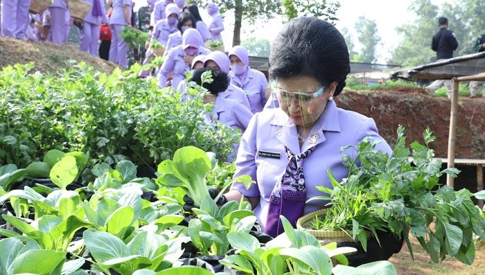 Ketua IKKT Pimpin Panen Raya Sayuran