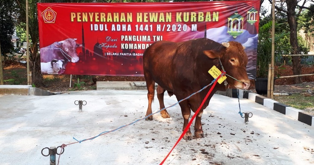 Wih, Hewan Kurban Panglima TNI Beratnya 925 Kg