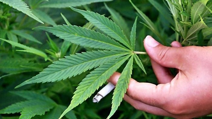 Kementan Jadikan Ganja Komoditas Tanaman Obat Binaan, Apa Itu?