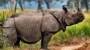 Selebrasi World Rhino Day 2020 dan  Ekspedisi Badak Jawa