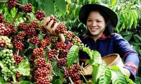 Petani Kopi Didorong Bentuk Koperasi, Ini Keuntungannya