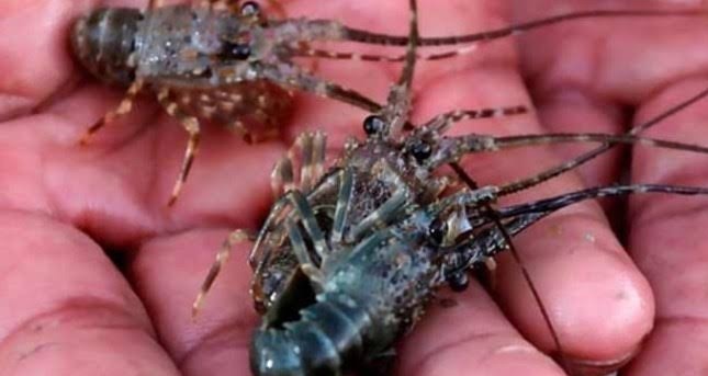 DPR Desak Usut Tuntas Dalang Penyelundupan Lobster Di Soetta