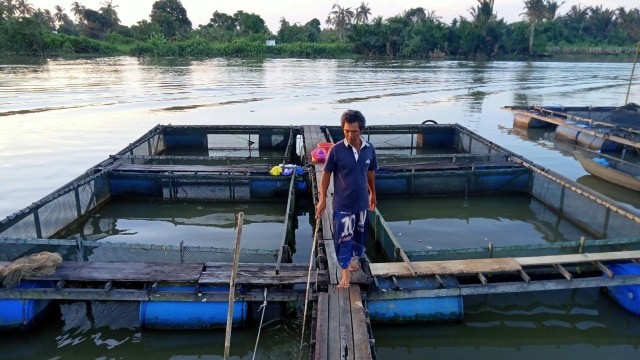 KKP Dorong Pengembangan Cacing Sutera Sebagai Pakan Alami Ikan