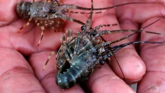 Pimpinan Komisi IV DPR Usulkan Pencabutan Izin Ekspor Benur Lobster