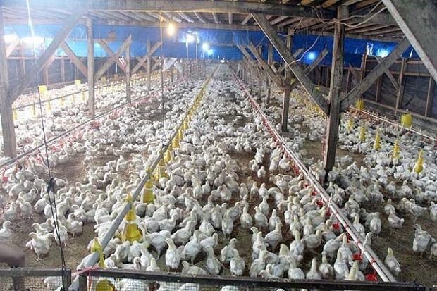 Pengendalian Produksi DOC Final Stock Positif Bagi Peternak