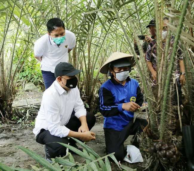 LPDB Modali Rp1,1 Miliar Koperasi Syariah Petani Salak Sleman, Ini Hasilnya