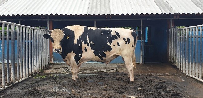 Lewat Uji Zuriat, Kementan Tingkatkan Mutu Genetik Sapi Perah