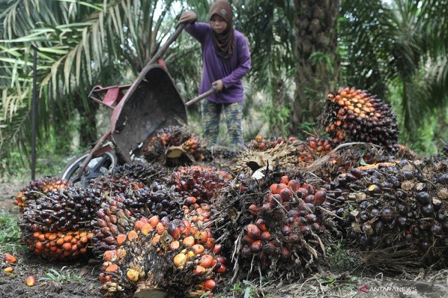 LIPI Usulkan Pembangunan Kilang Green Fuel dari Minyak Sawit