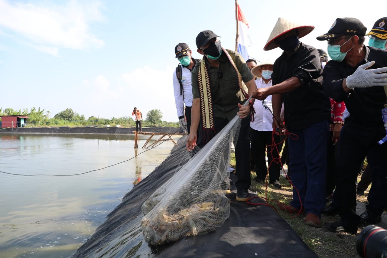 Teten Dorong Pengembangan Tambak Udang Dipasena Melalui Koperasi