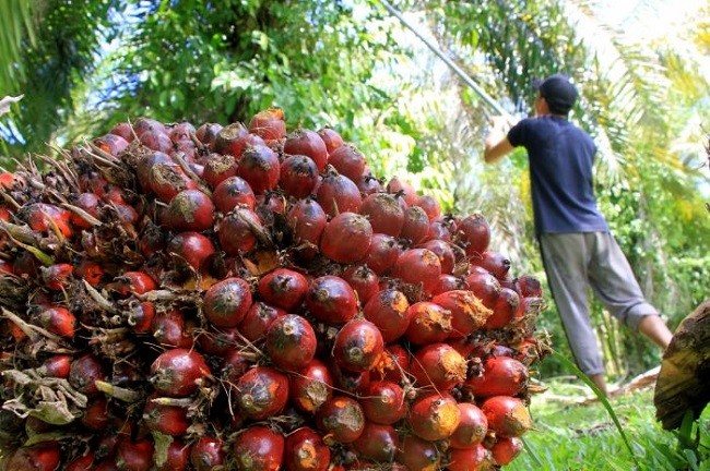 Harga CPO di Jambi Turun Rp290 per Kilogram