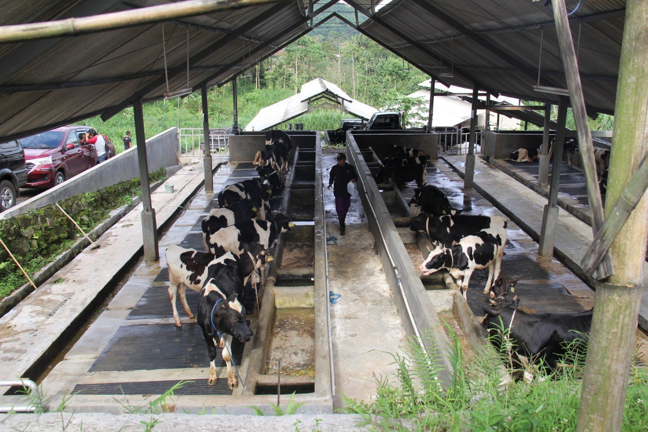Tenang, Stok Daging Jelang Ramadhan dan Idul Fitri Aman