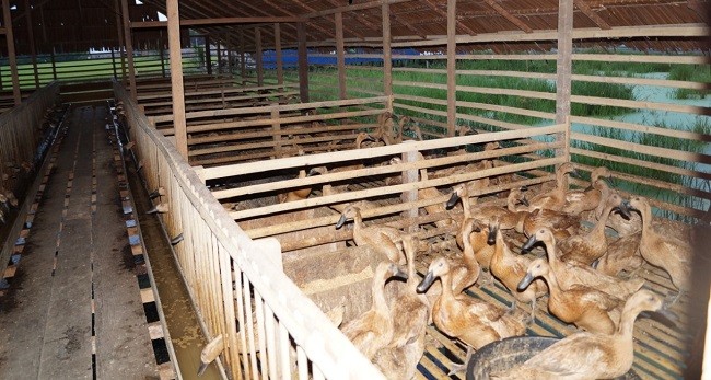 Kementan Sebut Pengembangan Itik di Kawasan Food Estate Berjalan Positif