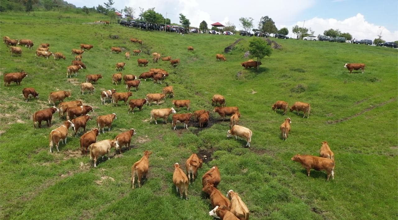 Tingkatkan Produksi Daging, Kementan Akan Genjot Kinerja Unit Pelaksana Teknis