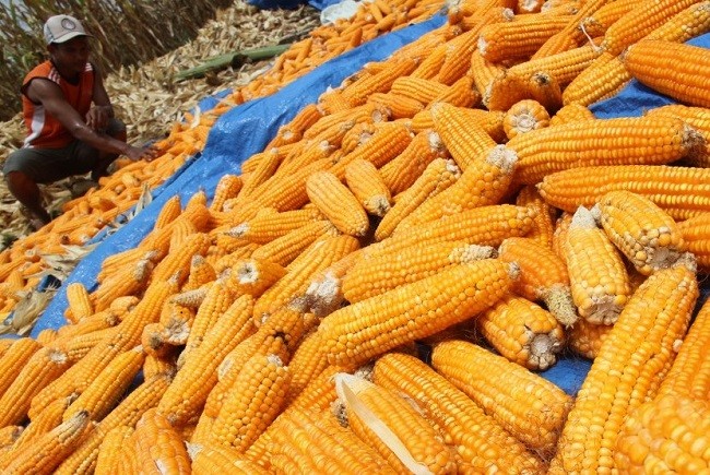 Atasi Kenaikan Harga Pakan, Ini yang Dilakukan Kementan 