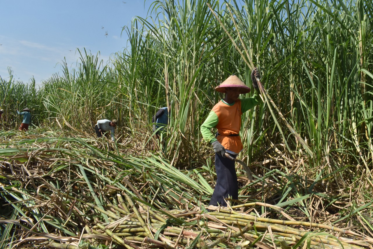 Permenperin 3/2021 Ancaman Serius Bagi UMKM dan Petani Tebu di Jatim