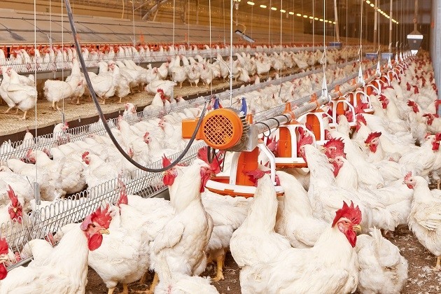 Terbitkan SE soal Stabilisasi Perunggasan, Kementan Ingatkan Perusahaan yang Mangkir dari Kewajiban