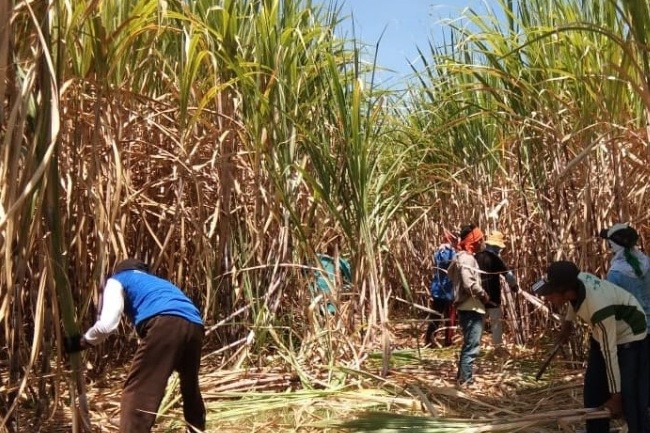 APTRI Anggap Argumen DPRD soal Ongkos Produksi Gula, Tak Berdasar