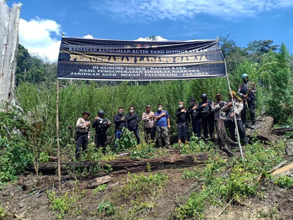 Total Tujuh Hektare, Polri Musnahkan Ladang Ganja Senilai Rp 842 Miliar