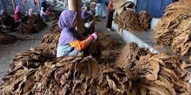 Takut Usahanya Gulung Tikar, Pelaku IHT Kompak Tolak Kenaikan Cukai