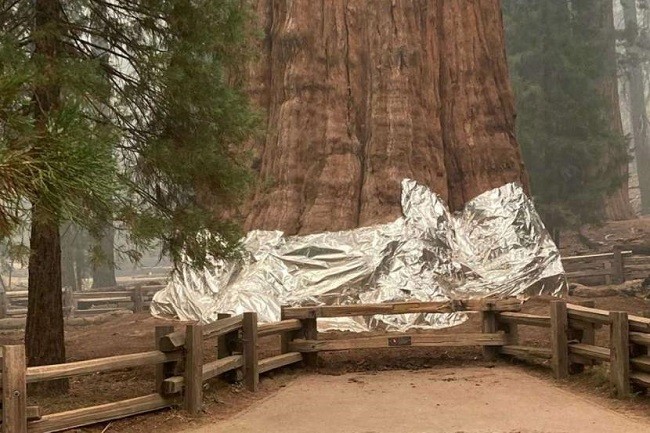 Petugas Kebakaran California Berhasil Selamatkan Pohon Terbesar di Dunia 