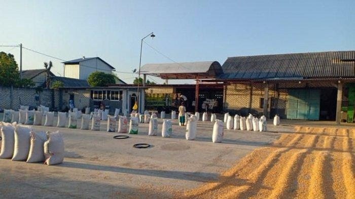 Peternak Blitar Akan Pergunakan Jagung Pemberian Mentan untuk Pakan